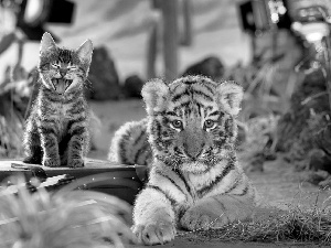 kitten, tiger, small