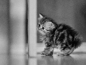 small, kitten