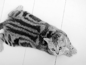 Ocicat, striped, kitten