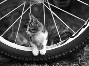 kitty, circle, cycling