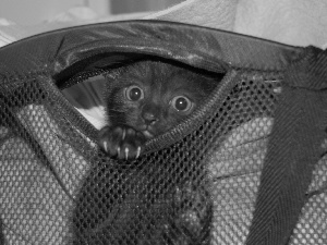 kitten, knapsack