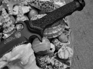 Shells, knife