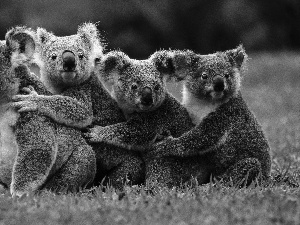 Koala, four, bear
