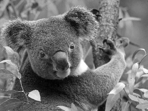 Australia, teddy bear, Koala