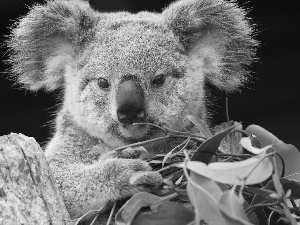 Leaf, teddy bear, Koala