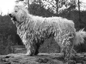 Komondor, dog, pastoral