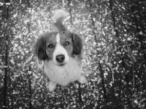 dog, Kooikerhondje, confetti, Alpine Dutch