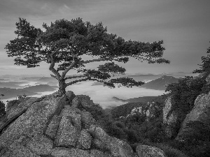 trees, viewes, South Korea, pine, North Jeolla Province, Sunrise, Daedunsan Provincial Park, Mountains