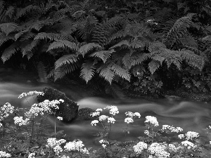 stream, Park, fern, Triglav, national, Krajcarica, milfoil