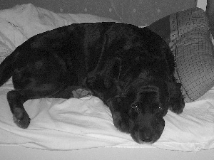 Bedding, Black, Labrador Retriever