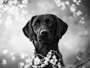 Flourished, Twigs, dog, Labrador Retriever, Black