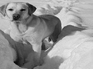 dog, Labrador