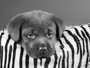 Labrador, dog, puppie