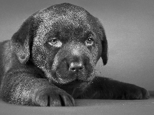 puppie, Labrador