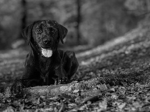dog, Labrador Retriever, Leaf, Black