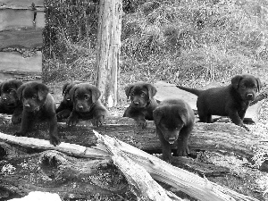 puppies, grass, Labradors Retrievers, Logs