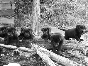 puppies, grass, Labradors Retrievers, Logs