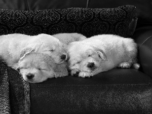 Sleeping, puppies, Golden Retrievery, Dogs