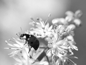 White, kirsch, ladybird, Colourfull Flowers