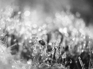 ladybird, Plants, drops