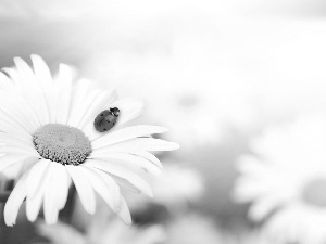 Flower, ladybird