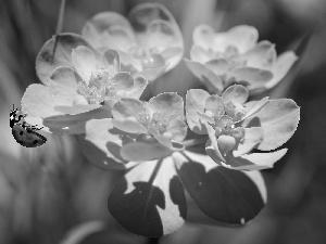 spurge, ladybird