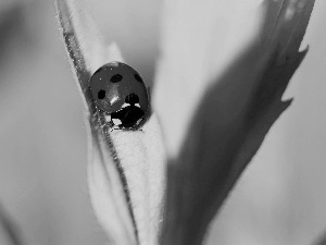 Insect, red hot, ladybird