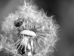 ladybird, Common Dandelion