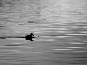 duck, lake