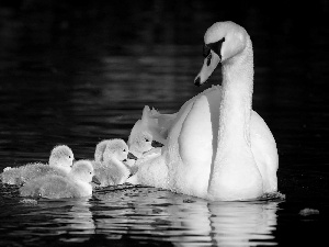 lake, Swan, Family