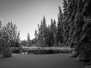 Spruces, lake, forest, Snowy, winter