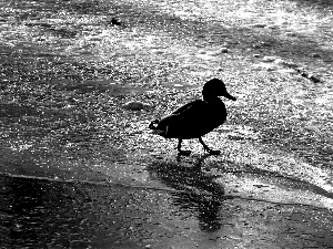 lake, duck, frozen