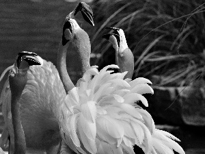 lake, flamingos, herd