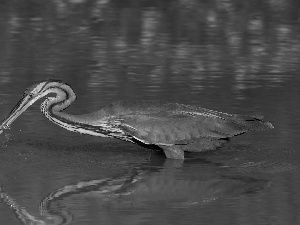 heron, feeding, lake, Purple