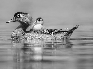 lake, swimming, little doggies, duckling, duck