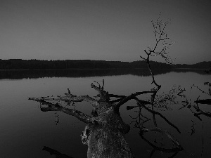 woods, west, trees, viewes, Lod on the beach, lake