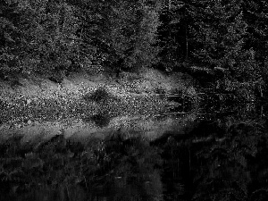 lake, reflection, trees, viewes, forest