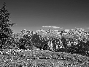 woods, Alps, lake, Spruces, Meadow, Italian