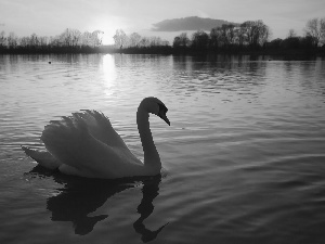 lake, Swans, sun