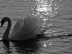 Swans, lake