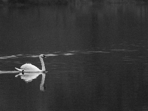 Swans, lake