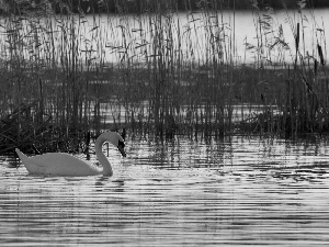 Swans, lake