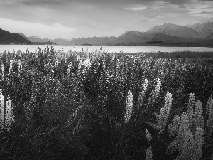 Meadow, Mountains, Tekapo Lake, lupine, New Zeland
