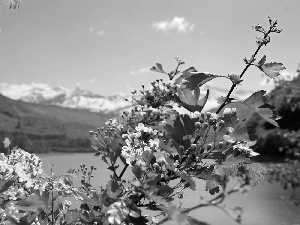 twig, kirsch, lake, Flowers