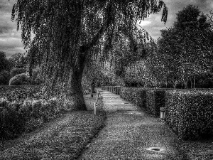 Willow, viewes, lake, trees