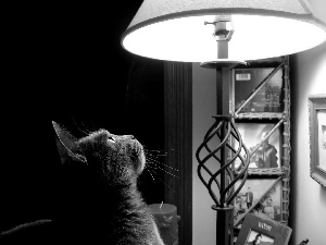 cat, Lamp