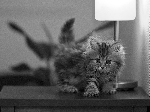 Lamp, small, kitten