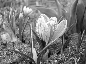 land, Violet, crocus