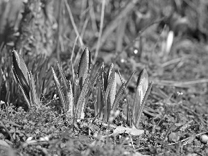 crocuses, grass, land, purple