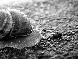 land, snail, shell